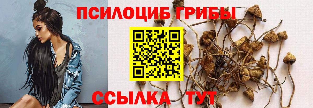 Псилоцибиновые грибы Cubensis Богданович